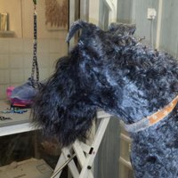Hond met een lange, ruige vacht voor de trimbeurt