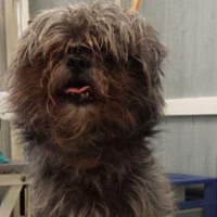 Kleine hond met een lange, verwaaide vacht voor de behandeling