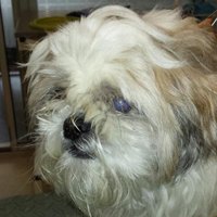 Shih tzu met een lange vacht over de ogen voor de trimbeurt