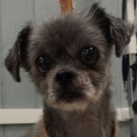 Kleine hond met een kort geschoren, egale vacht na de behandeling