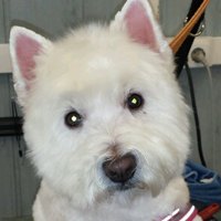 West highland white terrier met een schoon en wit gewassen kopje